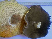 Riesenchampignon